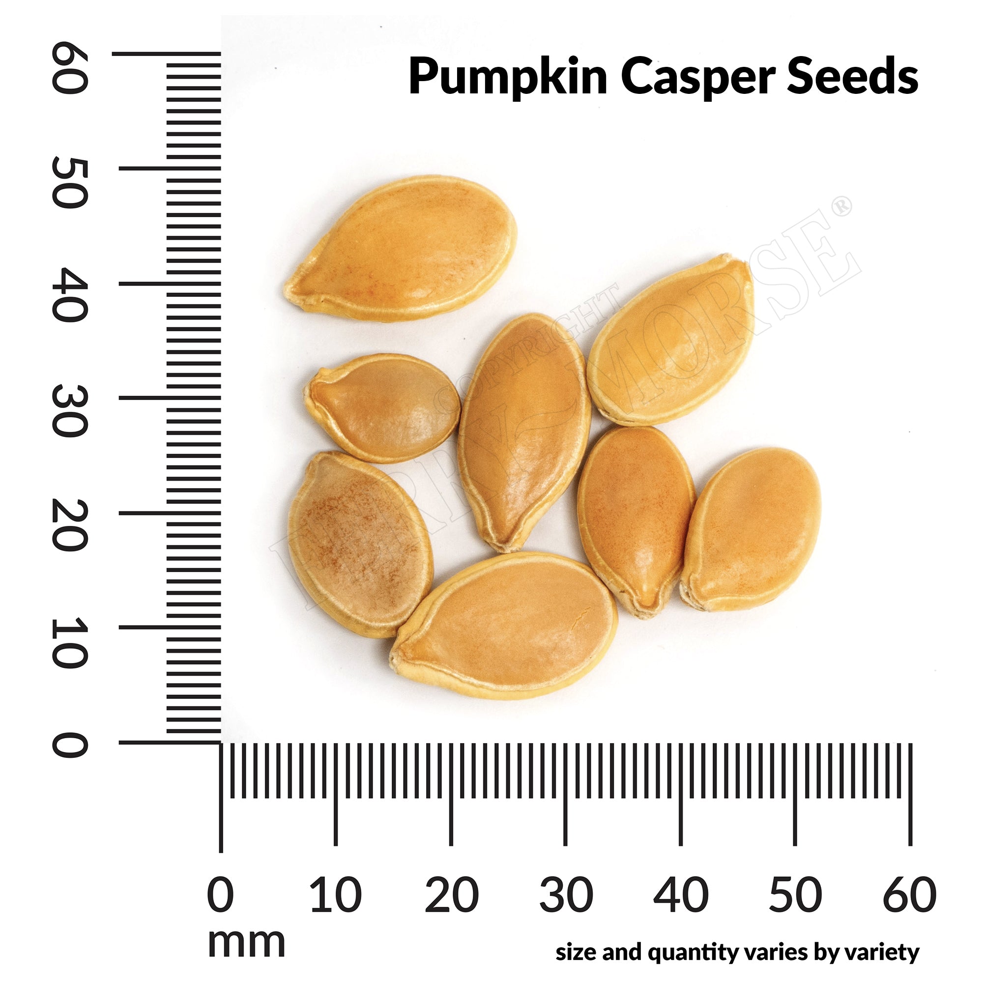 Pumpkin casper seed spill and measurement